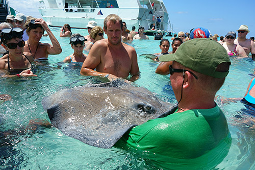 Stingray City, an excursion from the tender port of Grand Cayman Island from Royal Caribbean's Navigator of the Seas on our Caribbean Cruise vacation